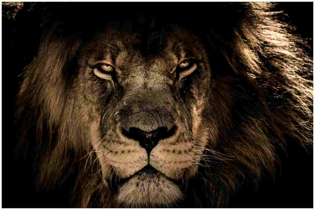 Portrait of an African lion with a golden mane, looking directly at the camera.